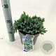 Juniperus squamata 'Blue Star' 20-25 cm 3,0L