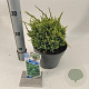 Juniperus squamata 'Holger' 20-25 cm 3,0L