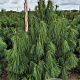 Pinus wallichiana 175-200 cm draadkluit extra