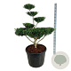 Ilex crenata 'Green Lustre' 100-125 cm cont. 90L bonsai
