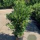 Pittosporum tobira 200-250 cm cont. 110L meerstammig