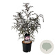 Sambucus nigra Black Lace 80-100 cm 15L