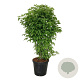 Staphylea colchica 125-150 cm 30L extra