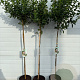 Viburnum tinus 110 cm stam 7,5L