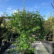 Vitex agnus-castus Delta Blues 175-200 cm cont. 70L meerstammig