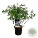 Vitex agnus-castus 80-100 cm 15L