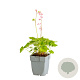 Heucherella Pink Revolution GM  P11