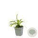 Liriope muscari GM  P11