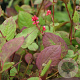 Persicaria 'Indian Summer' GM  P11