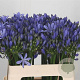 Agapanthus 'Uri' GM 10L