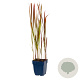 Imperata cylindrica 'Red Baron' GM  P11