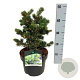 Picea pungens 'Lucky Strike' 25-30 cm 5,0L