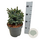 Picea sitchensis 'Midget' 20-25 cm