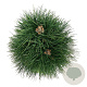 Pinus nigra 'Green Tower' 60-80 cm 15L
