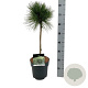 Pinus resinosa 'Pillnitz' 40 cm stam 5,0L