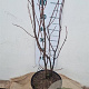 Acer rubrum 80-100 cm 7,5L
