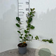 Aronia melanocarpa 40-60 cm 2,0L