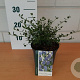 Ceanothus impressus 'Victoria' 20-30 cm 2,0L