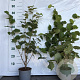 Corylus avellana 60-80 cm 2,0L
