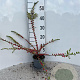 Cotoneaster horizontalis 40-60 cm C1.3