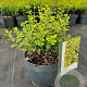 Euonymus fort. 'Emerald 'n' Gold' GM C3