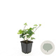 Hedera hibernica GM P9