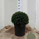 Ilex crenata 'Convexa' 40-45 cm 20L bol