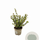 Ilex crenata Dark Green 10-15 cm P9 struik