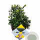 Ilex crenata Dark Green 20 cm op 2,0L struik potgekweekt