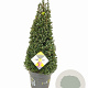 Ilex crenata Dark Green 70-80 cm 10L kegel versgepot
