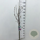 Magnolia 'Susan' 70 cm stam 7,5L