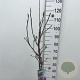 Magnolia 'Susan' 70 cm stam 7,5L