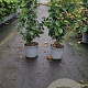 Parrotia persica Persian Spire 40-60 cm 3,0L