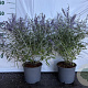 Perovskia 'Blue Spire' 40-60 cm 2,0L