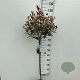 Photinia fraseri Carré Rouge 80 cm stam 7,5L