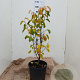 Pyrus calleryana 'Chanticleer' 80-100 cm 15L
