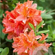 Rhododendron (AM) 'Von Gneist' 50-60 cm 5,0L
