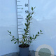 Salix cinerea 40-60 cm 2,0L