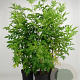 Sambucus nigra 100-125 cm 7,5L solitair