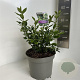 Sarcococca confusa 25-30 cm 5,0L