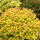 Spiraea Double Play 10-20 3,0L