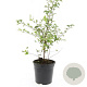 Spiraea vanhouttei GM C1.3