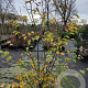 Sycoparrotia semidecidua 200-225 cm 35L solitair