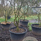 Viburnum burkwoodii 200-250 cm cont. 250L solitair