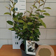 Elaeagnus ebbingei 40-50 cm 5,0L