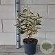 Elaeagnus ebbingei GM C3