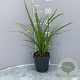 Carex grayi GM 2,0L