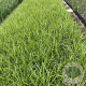 Carex muskingumensis GM 2,0L
