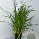 Carex pendula GM 2,0L