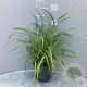 Carex pendula GM 2,0L
